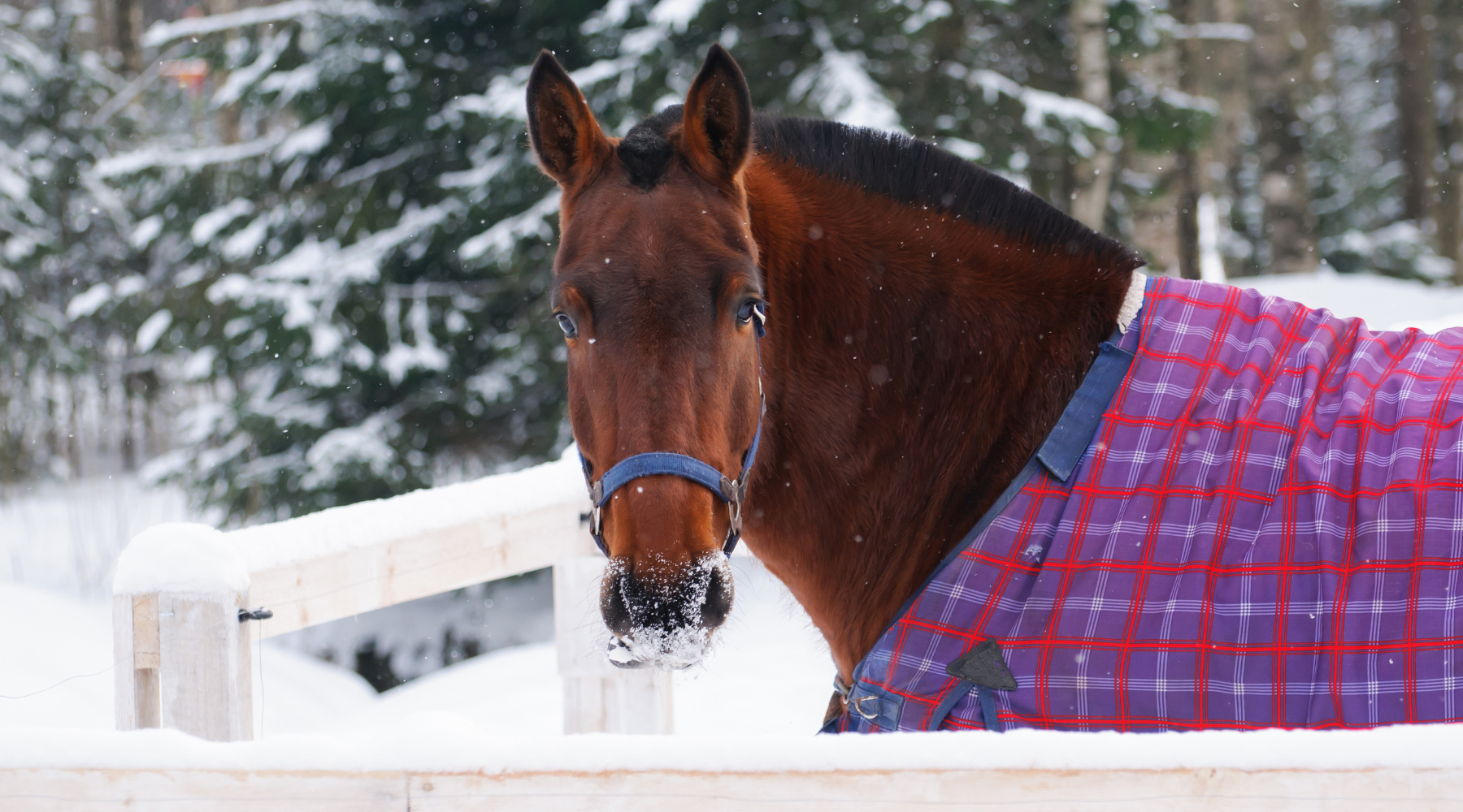 The Blanketing Debate