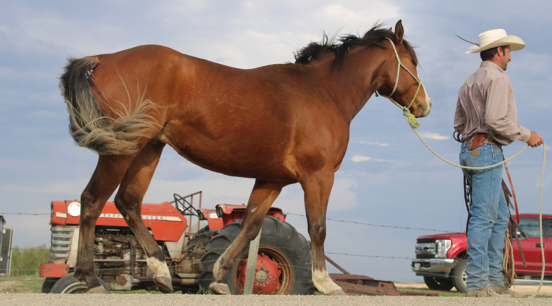 10 Tips for Buying Your First Horse (Beginner Checklist + Must-Know Red Flags)