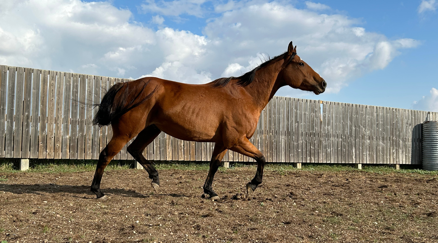 How Much Does It Cost to Own a Horse in 2026?