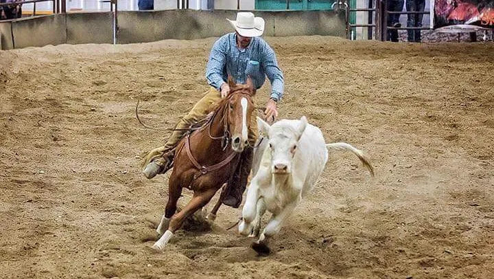 Performance Cowhorse & Campaigning