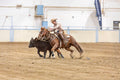 Prince Albert | Horse Clinic
